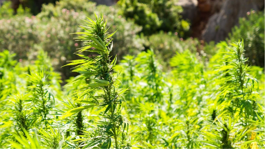 cannatektum-estudio-imagen-1